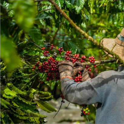 Coffee Cultivation Process